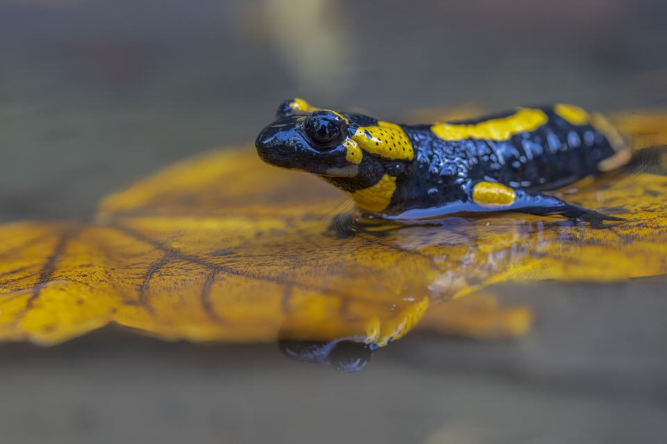 Feuersalamander