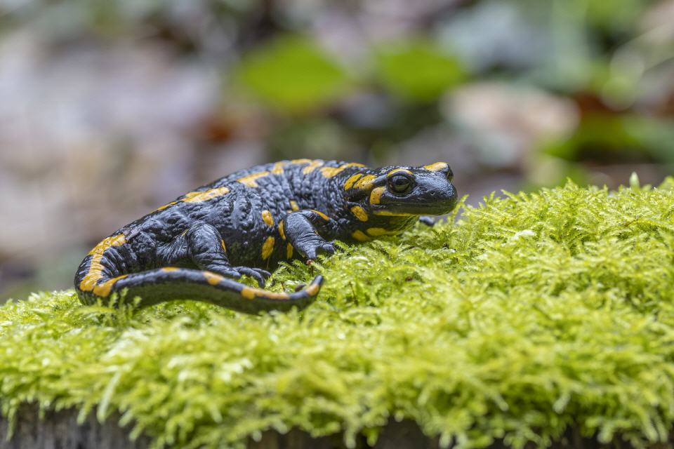 Feuersalamander (Salamandra salamandra)
