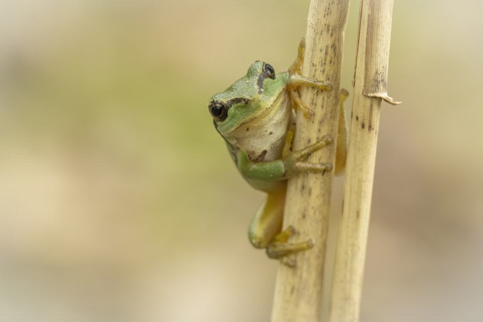 Europäische Laubfrosch (Hyla arborea)