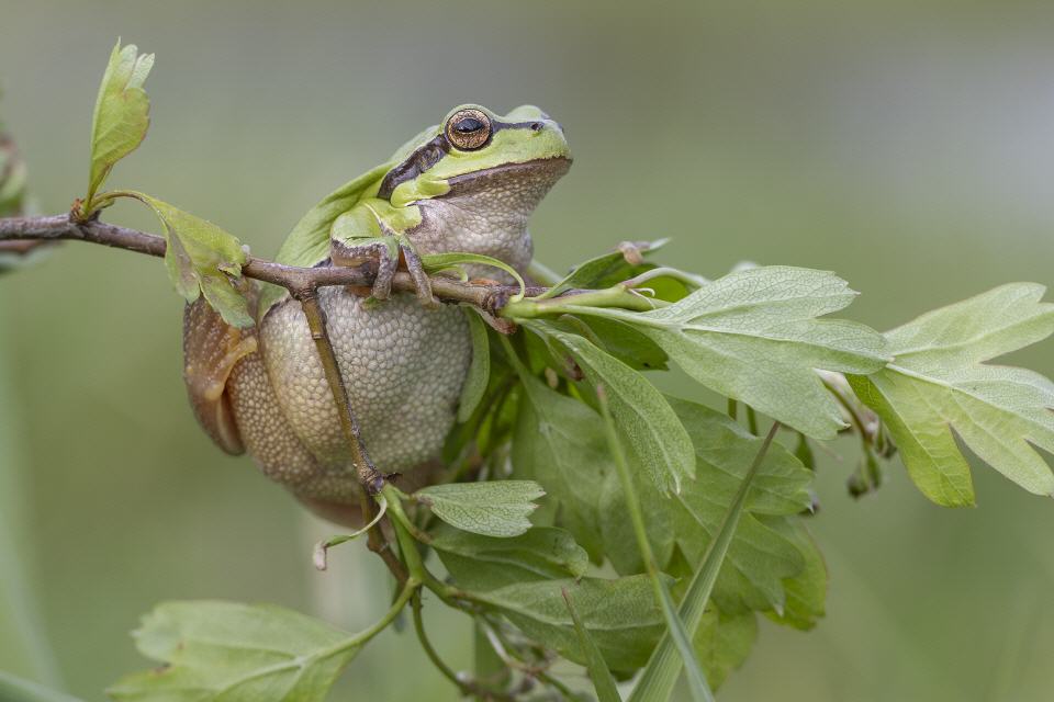 Europäischer Laubfrosch