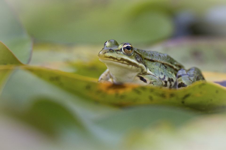 Teichfrosch
