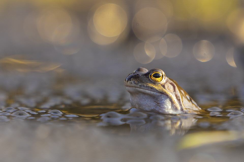Grasfrosch