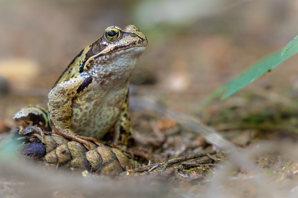Grasfrosch
