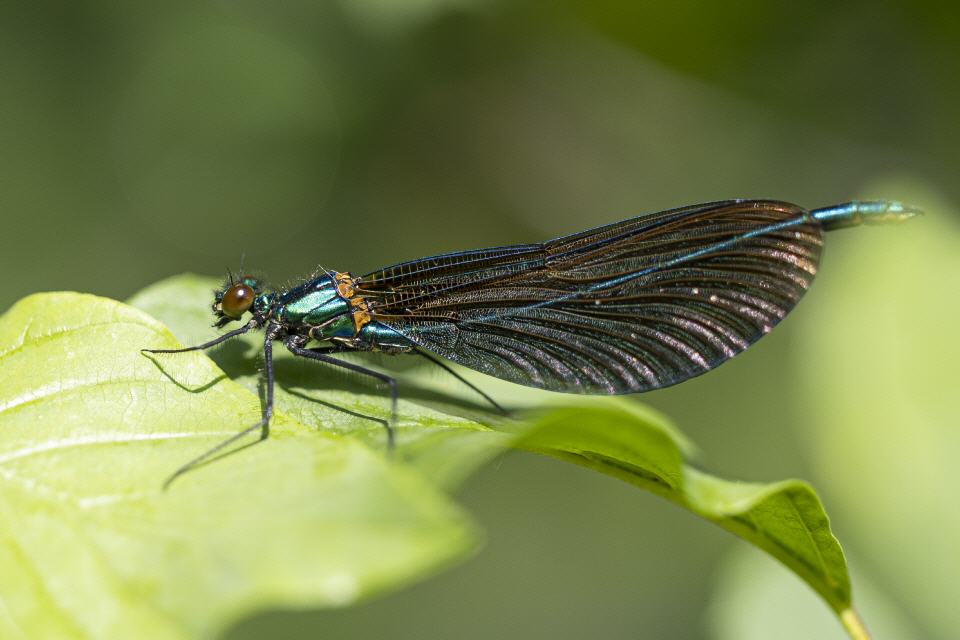 Blauflügel Prachtlibelle