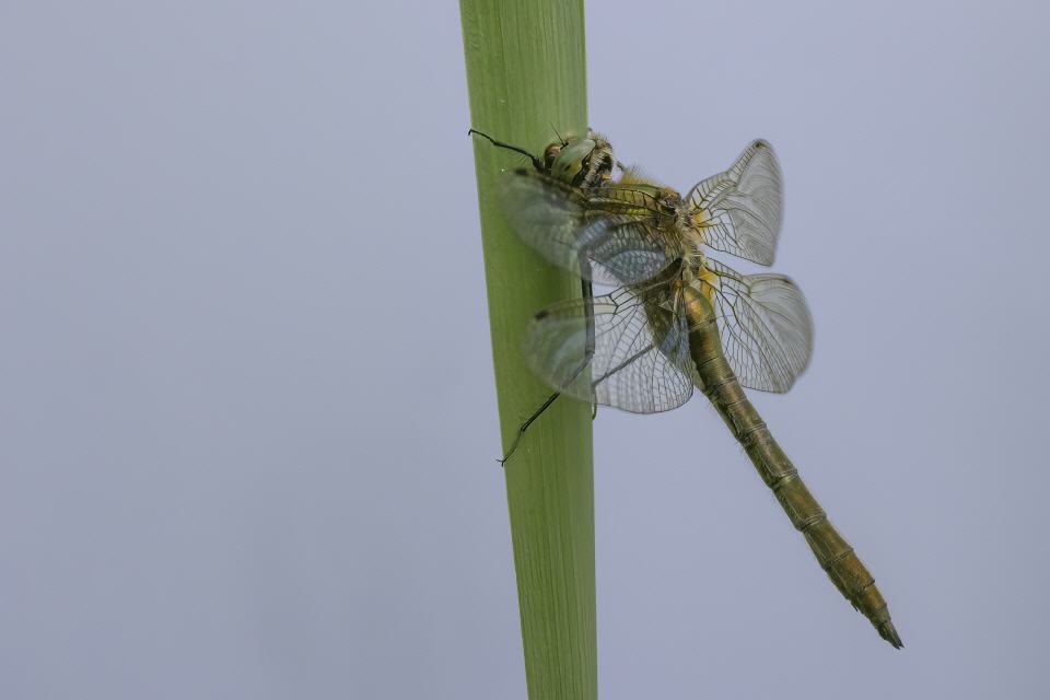 Falkenlibelle