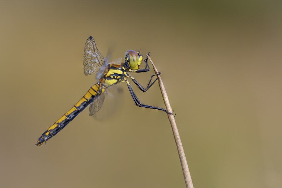 Schwarze Heidelibelle weibl.