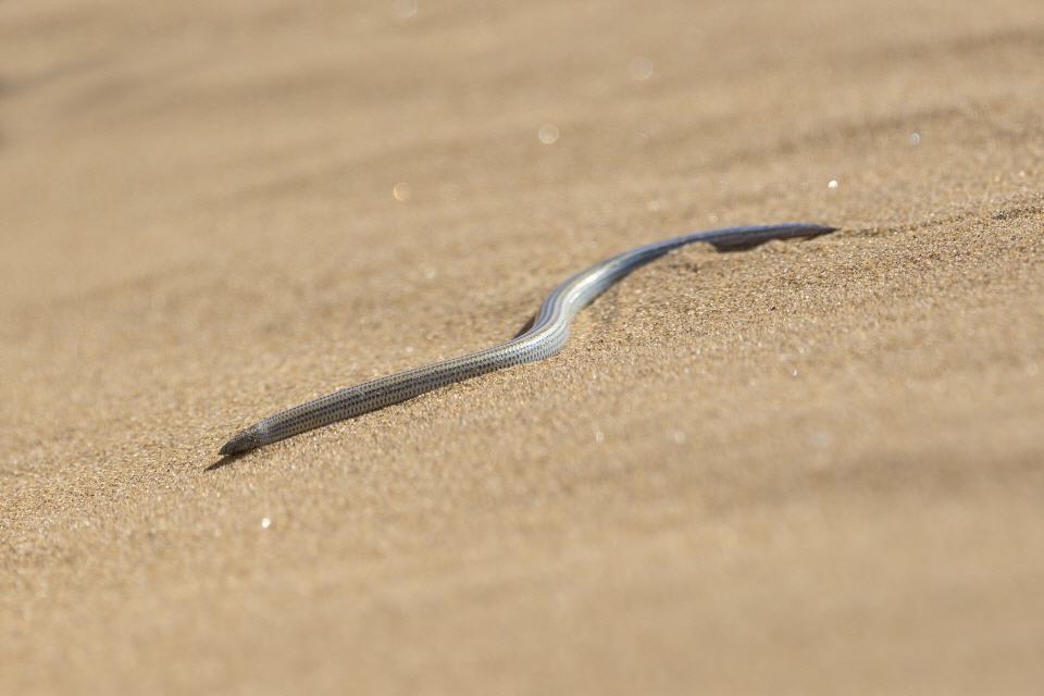 Grabender Namib-Skink  Typhlacontias brevipes - Namibia