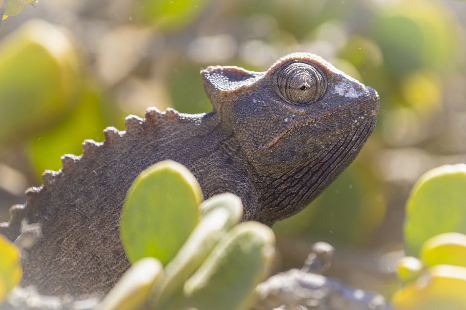 Wüstenchameleon (Chamaeleo namaquensis) - Namibia