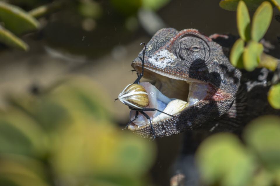 Wüstenchameleon (Chamaeleo namaquensis) - Namibia