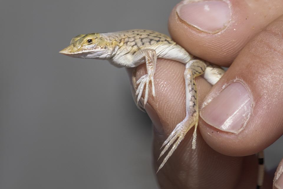  Wüsten-Eidechse (Meroles reticulatus) - Namibia