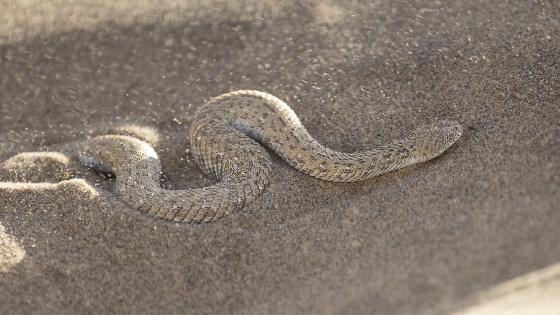 Zwergpuffotter (Bitis peringueyi) - Namibia