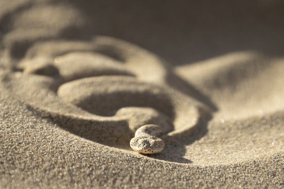 Zwergpuffotter (Bitis peringueyi) -Namibia