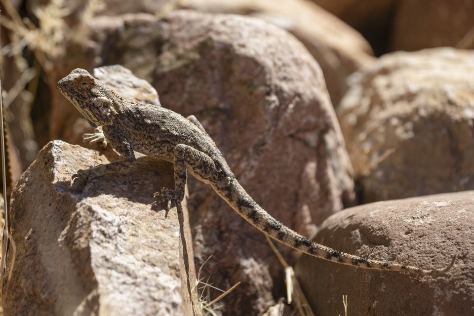 Erdagame (Agama aculeata) - Namibia