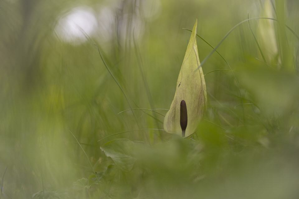 Gefleckter Aronstab (Arum maculatum)