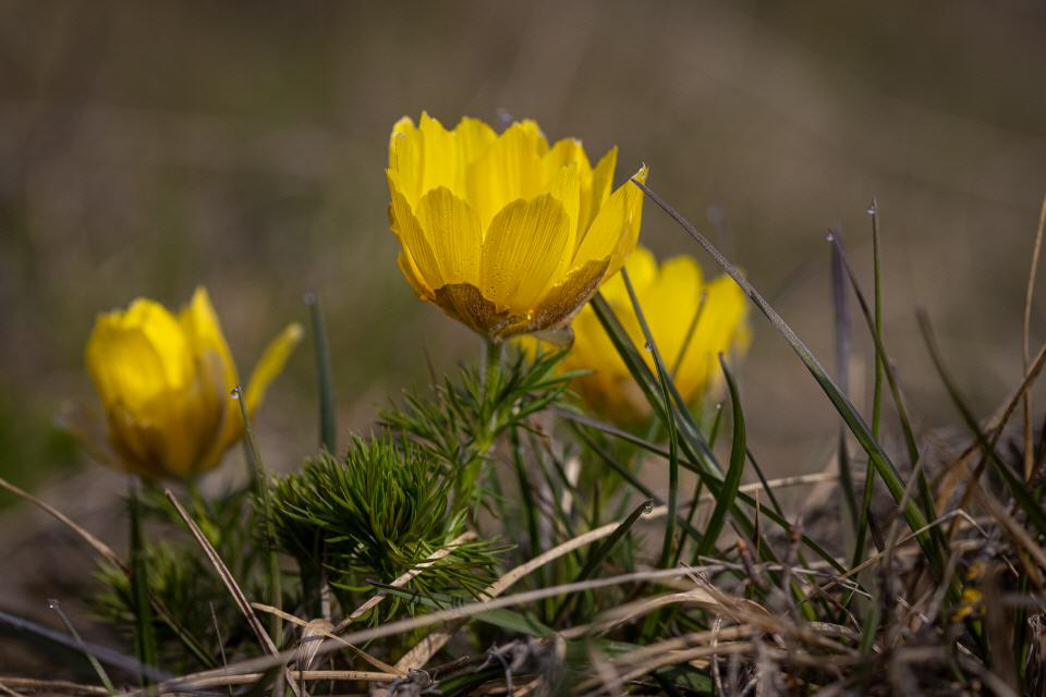 Frühlingsadonisröschen (Adonis vernalis)