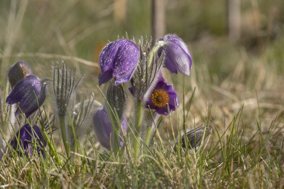 Fingerkuhschelle (Pulsatilla patens)