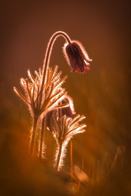 Böhmische Wiesenkuhschelle (Pulsatilla pratensis ssp. bohemica)