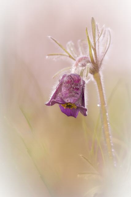 Böhmische Wiesenkuhschelle (Pulsatilla pratensis ssp. bohemica)