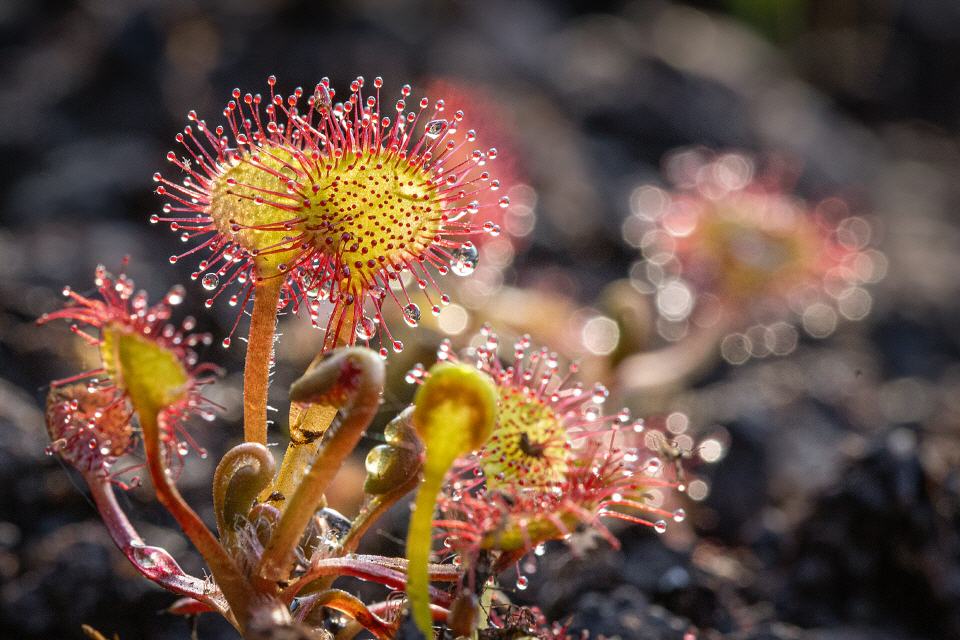Rundblättriger Sonnentau (Drosera rotundifolia)