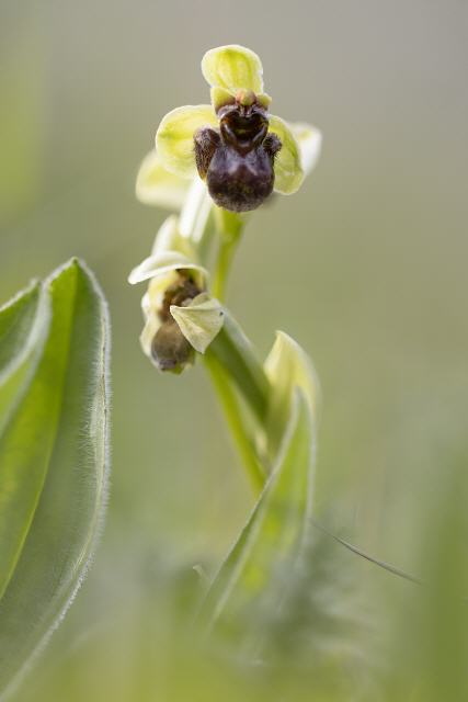 Ophrys bombyliflora