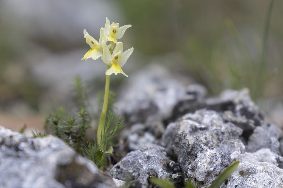 Orchis pauciflora