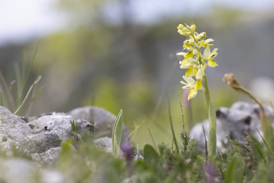Orchis pauciflora