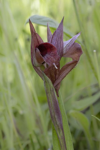 Serapias apulica