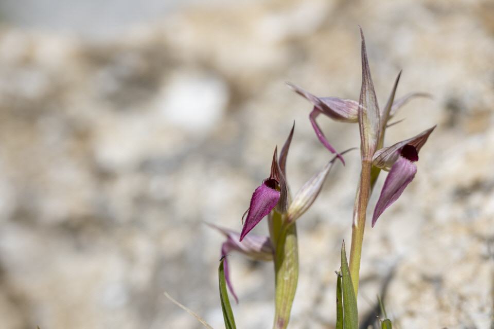 Serapias lingua