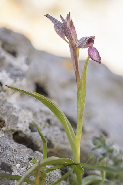 Serapias lingua