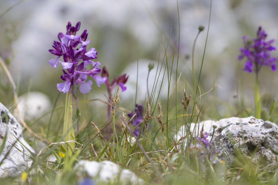Anacamptis papilionacea x A. morio