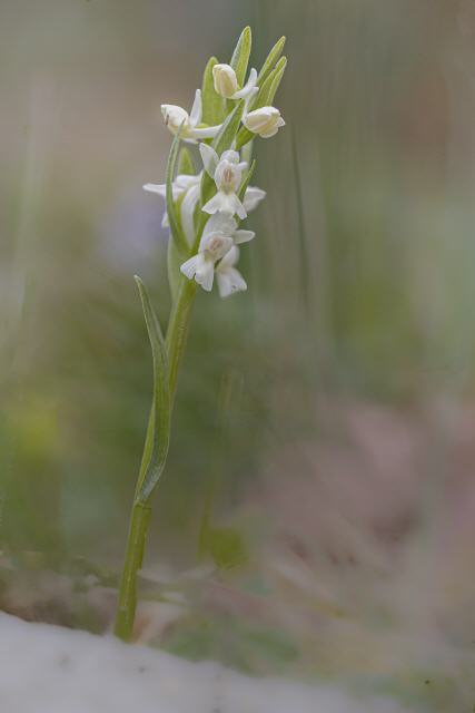 Dactylorhiza romana