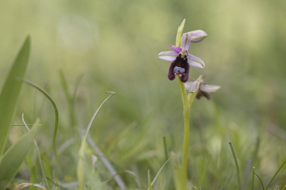 Ophrys biscutella