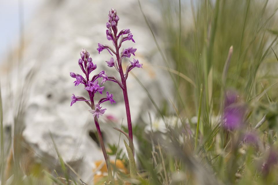 Orchis quadripunktata