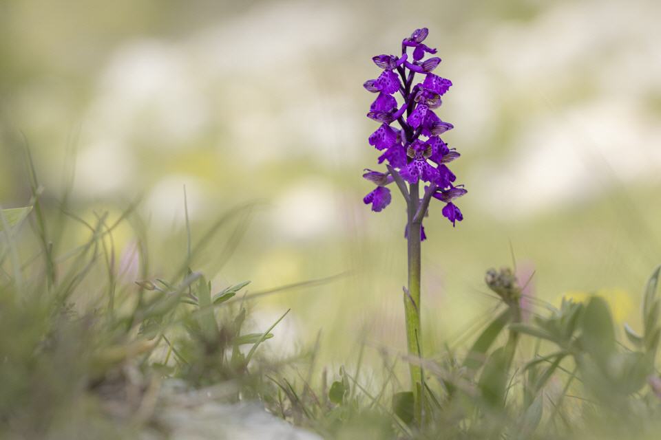 Anacamptis morio