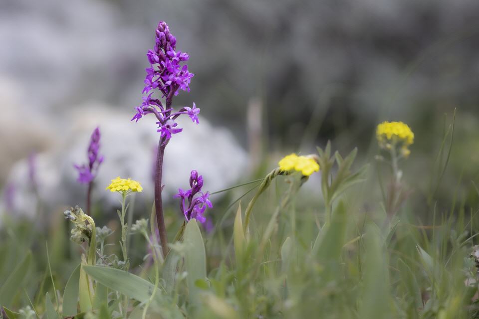 Orchis quadripunktata