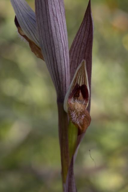 Serapias vomeracea