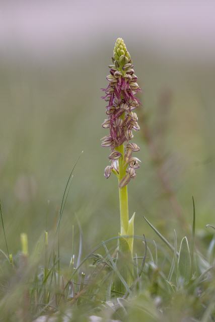 Orchis anthropophora 