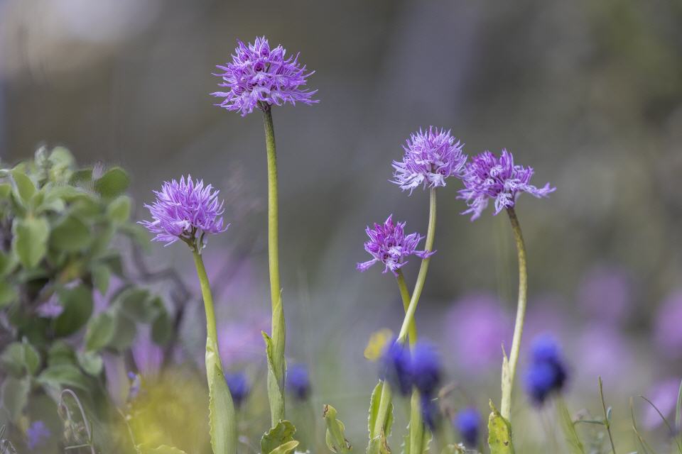 Orchis italica