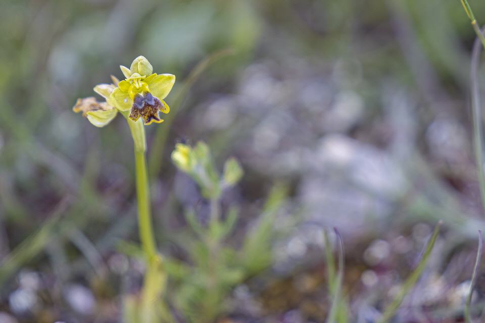 Ophrys sicula