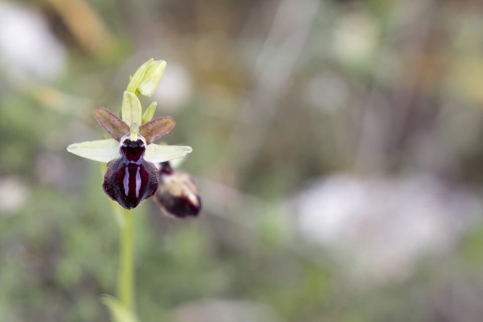 Ophrys sphegodes