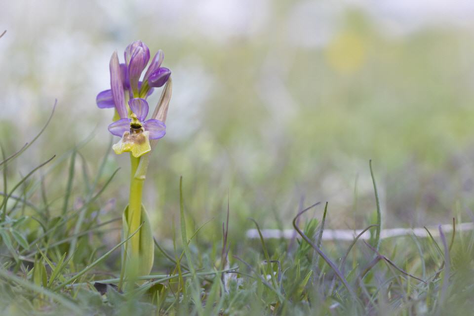 Ophrys tenthredinifera