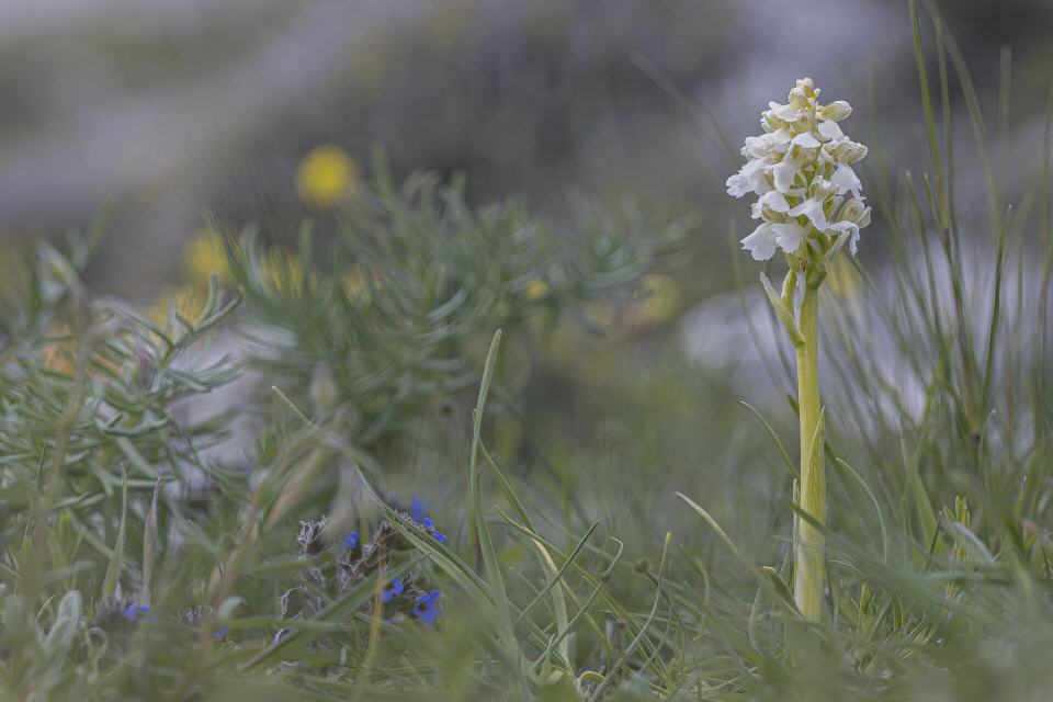 Anacamptis morio var. alba
