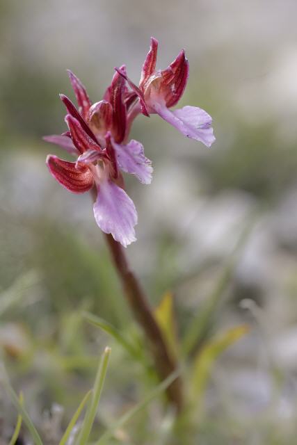 Anacamptis papilionacea