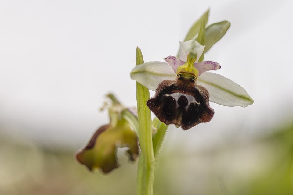 Ophrys biscutella