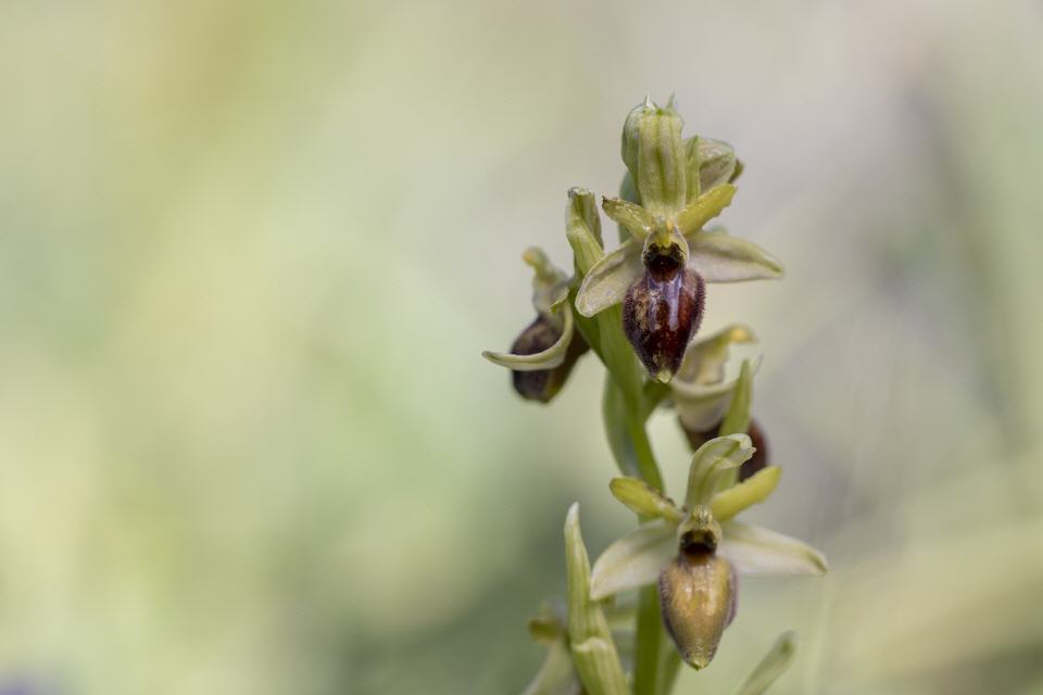 Ophrys brutia