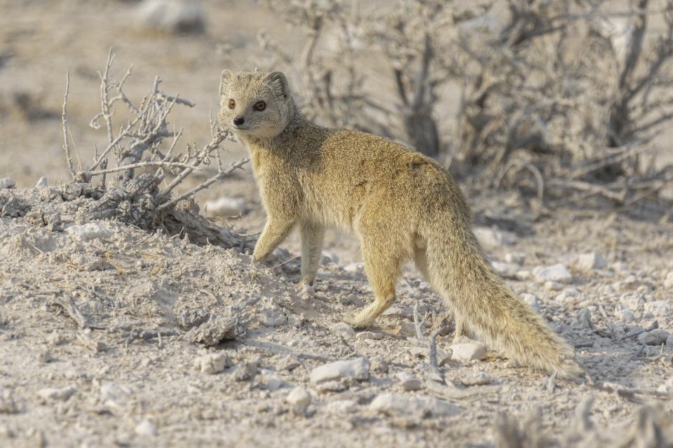 Fuchsmanguste