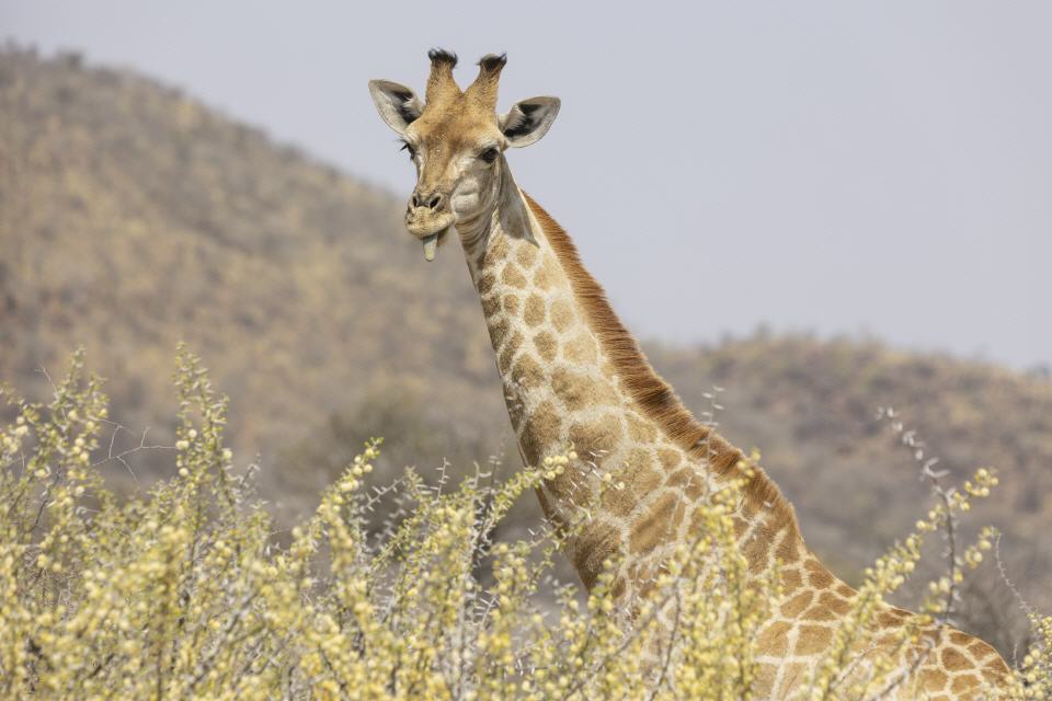 Giraffe