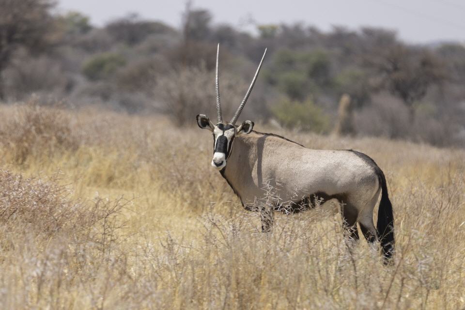 Oryx