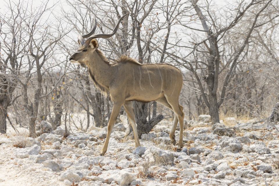 Kudu, männl.