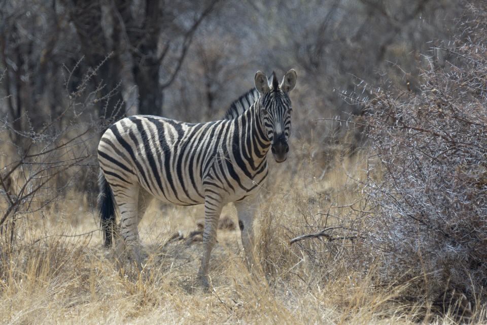 Steppenzebra